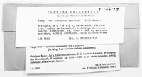 Xanthoporia radiata image